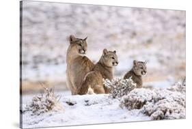 Puma female with two cubs sitting in fresh snow, Patagonia-Nick Garbutt-Stretched Canvas