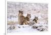 Puma female with two cubs sitting in fresh snow, Patagonia-Nick Garbutt-Framed Photographic Print