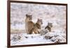 Puma female with two cubs sitting in fresh snow, Patagonia-Nick Garbutt-Framed Photographic Print