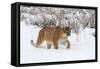 Puma in Snow-null-Framed Stretched Canvas