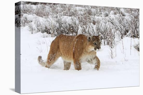 Puma in Snow-null-Stretched Canvas