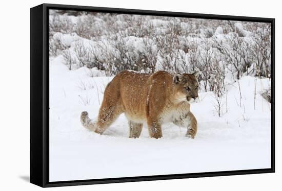 Puma in Snow-null-Framed Stretched Canvas