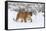 Puma in Snow-null-Framed Stretched Canvas