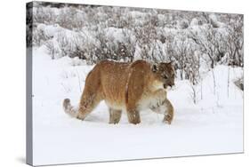 Puma in Snow-null-Stretched Canvas