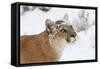 Puma in Snow-null-Framed Stretched Canvas