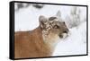 Puma in Snow-null-Framed Stretched Canvas