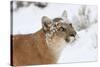 Puma in Snow-null-Stretched Canvas