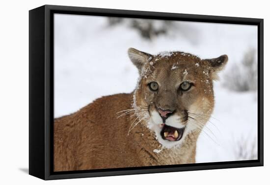 Puma in Snow-null-Framed Stretched Canvas