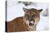 Puma in Snow-null-Stretched Canvas