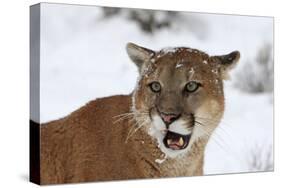 Puma in Snow-null-Stretched Canvas