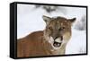 Puma in Snow-null-Framed Stretched Canvas