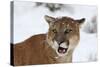 Puma in Snow-null-Stretched Canvas