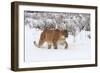 Puma in Snow-null-Framed Photographic Print