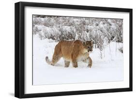 Puma in Snow-null-Framed Photographic Print