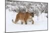 Puma in Snow-null-Mounted Photographic Print