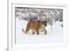 Puma in Snow-null-Framed Photographic Print