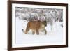 Puma in Snow-null-Framed Photographic Print