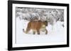 Puma in Snow-null-Framed Photographic Print