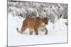 Puma in Snow-null-Mounted Photographic Print