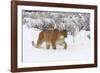 Puma in Snow-null-Framed Photographic Print