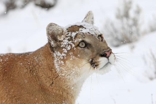 Puma in Snow' Photographic Print | AllPosters.com