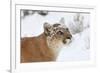 Puma in Snow-null-Framed Photographic Print