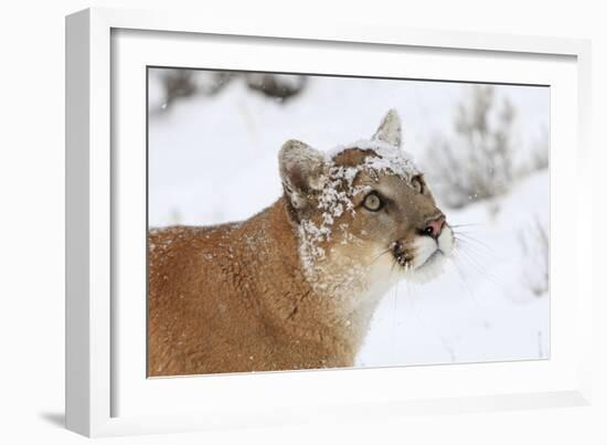 Puma in Snow-null-Framed Photographic Print