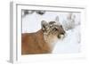 Puma in Snow-null-Framed Photographic Print