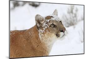 Puma in Snow-null-Mounted Photographic Print