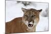 Puma in Snow-null-Mounted Photographic Print