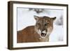 Puma in Snow-null-Framed Photographic Print