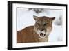 Puma in Snow-null-Framed Photographic Print