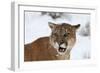 Puma in Snow-null-Framed Photographic Print