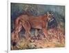 Puma in the Wild-Cuthbert Swan-Framed Art Print