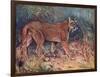 Puma in the Wild-Cuthbert Swan-Framed Art Print