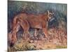 Puma in the Wild-Cuthbert Swan-Mounted Art Print