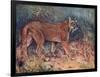 Puma in the Wild-Cuthbert Swan-Framed Art Print