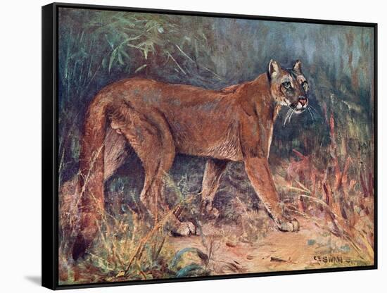 Puma in the Wild-Cuthbert Swan-Framed Stretched Canvas