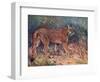 Puma in the Wild-Cuthbert Swan-Framed Art Print