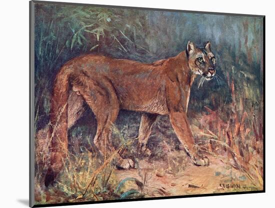 Puma in the Wild-Cuthbert Swan-Mounted Art Print