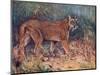 Puma in the Wild-Cuthbert Swan-Mounted Art Print