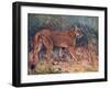 Puma in the Wild-Cuthbert Swan-Framed Art Print