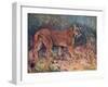 Puma in the Wild-Cuthbert Swan-Framed Art Print