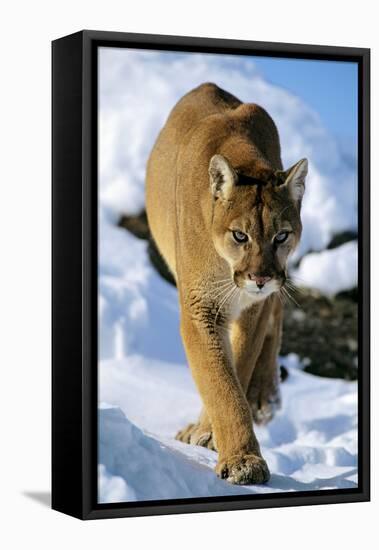 Puma in Winter-null-Framed Stretched Canvas