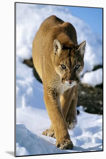 Puma in Winter-null-Mounted Photographic Print