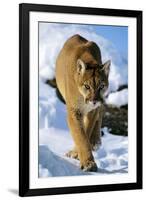 Puma in Winter-null-Framed Photographic Print