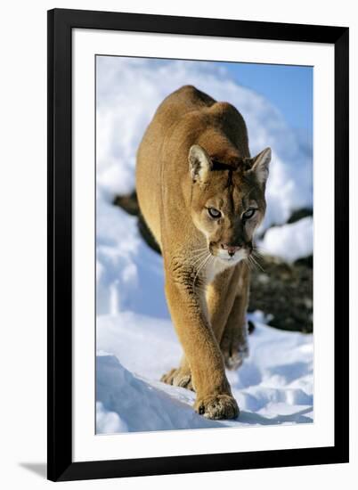 Puma in Winter-null-Framed Photographic Print