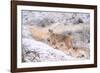 Puma on snowy hillside, Torres del Paine National Park, Chile-Nick Garbutt-Framed Photographic Print