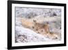 Puma on snowy hillside, Torres del Paine National Park, Chile-Nick Garbutt-Framed Photographic Print