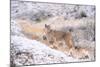 Puma on snowy hillside, Torres del Paine National Park, Chile-Nick Garbutt-Mounted Photographic Print